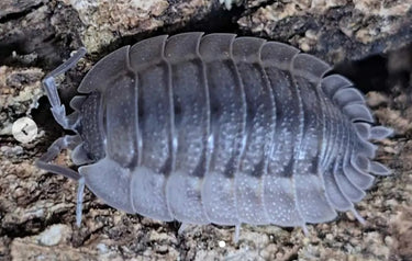 porcellio coros isopod